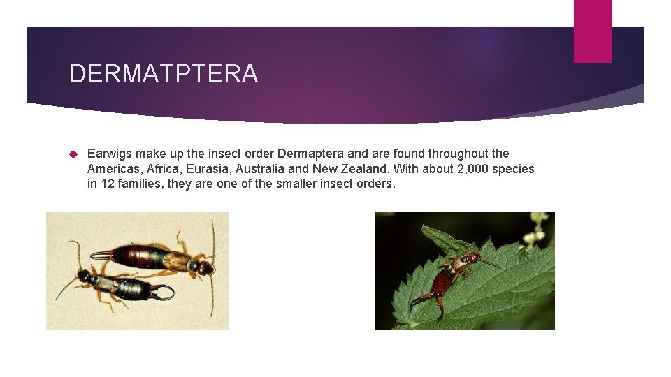 DERMATPTERA Earwigs make up the insect order Dermaptera and are found throughout the Americas,