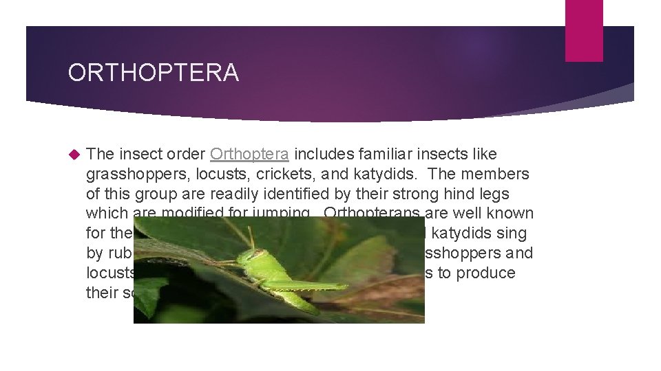 ORTHOPTERA The insect order Orthoptera includes familiar insects like grasshoppers, locusts, crickets, and katydids.