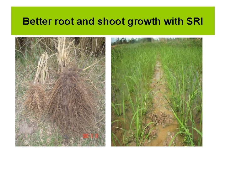 Better root and shoot growth with SRI 