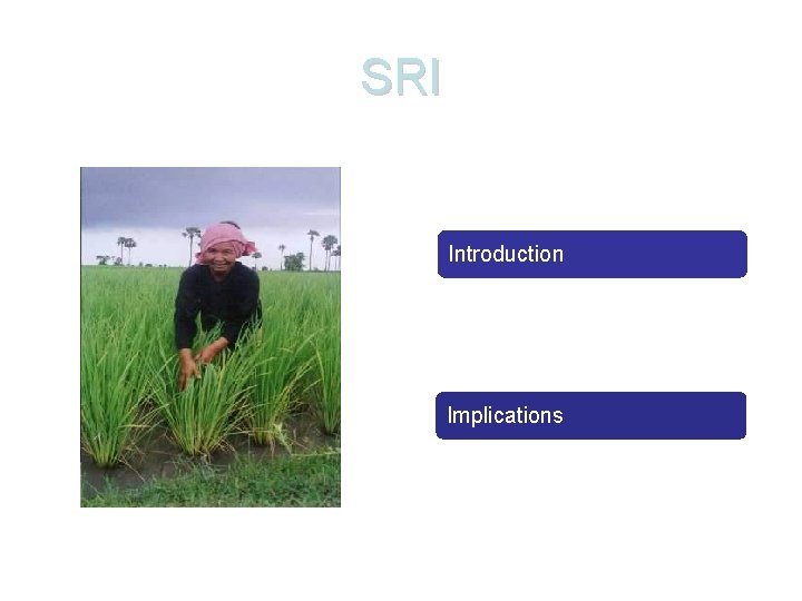 SRI Introduction Findings from Cambodia Implications 