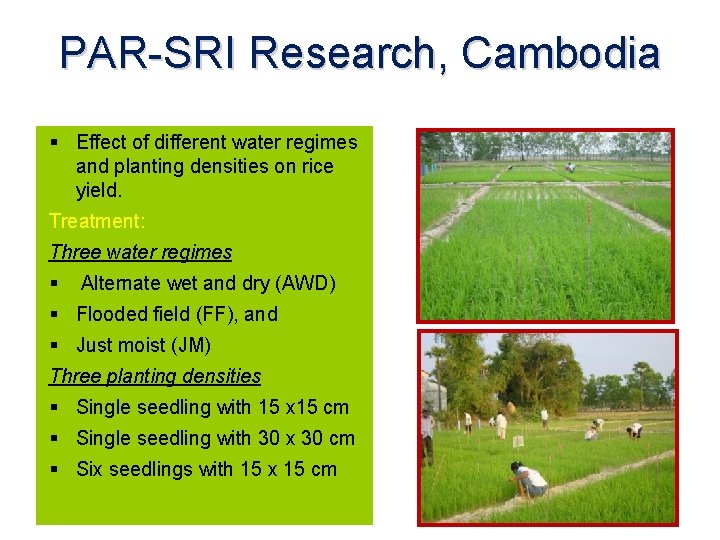 PAR-SRI Research, Cambodia Effect of different water regimes and planting densities on rice yield.