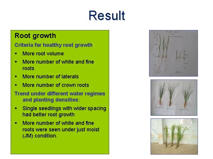 Result Root growth Criteria for healthy root growth: More root volume More number of