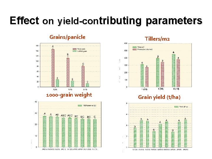Effect on yield-contributing parameters Grains/panicle Tillers/m 2 1000 -grain weight Grain yield (t/ha) 