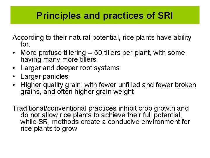 Principles and practices of SRI According to their natural potential, rice plants have ability