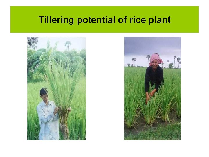 Tillering potential of rice plant 