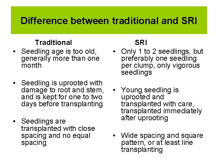 Difference between traditional and SRI Traditional • Seedling age is too old, generally more