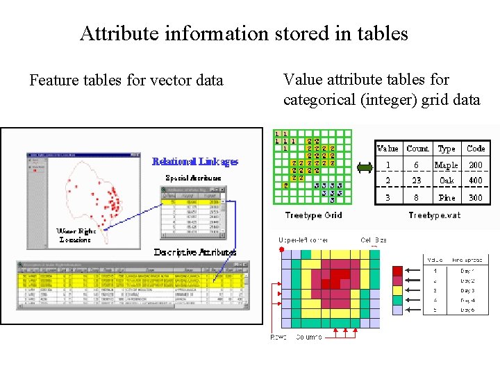 Attribute information stored in tables Feature tables for vector data Value attribute tables for