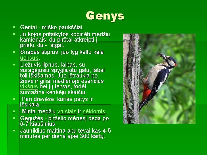 Genys § Geniai - miško paukščiai. § Jų kojos pritaikytos kopinėti medžių kamienais: du