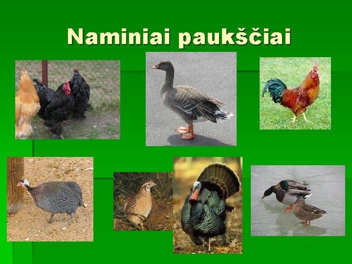 Naminiai paukščiai 