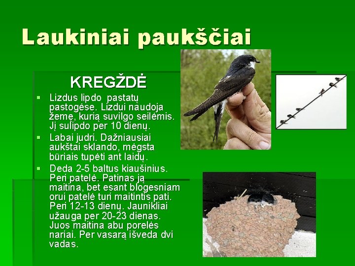 Laukiniai paukščiai KREGŽDĖ § Lizdus lipdo pastatų pastogėse. Lizdui naudoja žemę, kurią suvilgo seilėmis.
