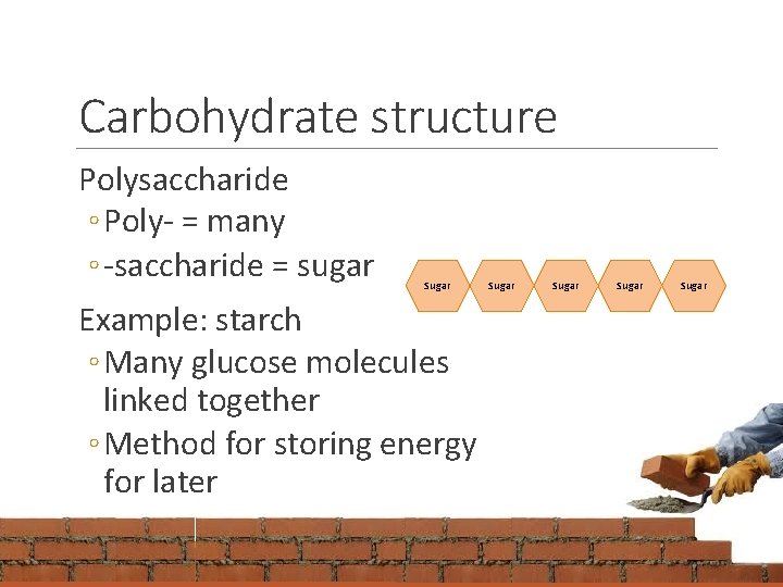 Carbohydrate structure Polysaccharide ◦ Poly- = many ◦ -saccharide = sugar Sugar Example: starch