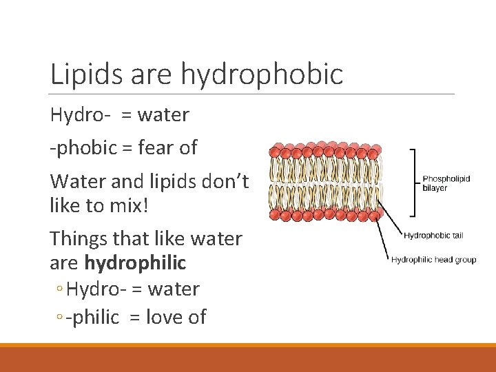 Lipids are hydrophobic Hydro- = water -phobic = fear of Water and lipids don’t