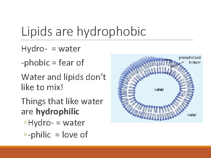 Lipids are hydrophobic Hydro- = water -phobic = fear of Water and lipids don’t