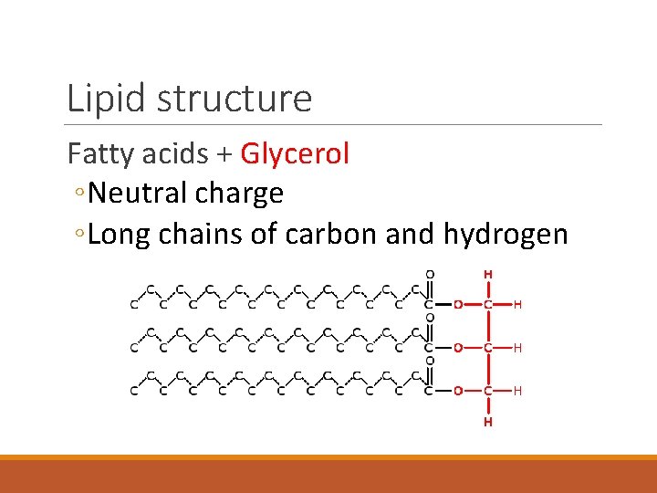 Lipid structure Fatty acids + Glycerol ◦ Neutral charge ◦ Long chains of carbon