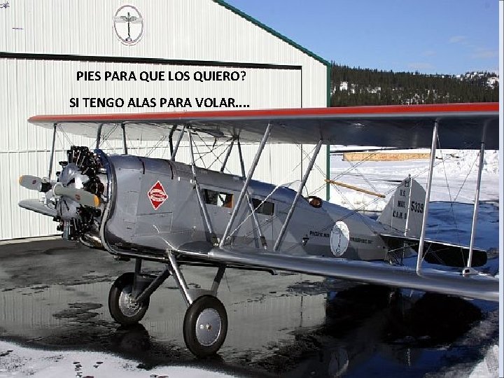 PIES PARA QUE LOS QUIERO? SI TENGO ALAS PARA VOLAR. . 