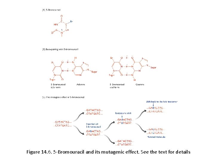 Figure 14. 6. 5 -Bromouracil and its mutagenic effect. See the text for details