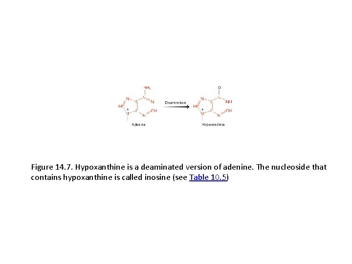 Figure 14. 7. Hypoxanthine is a deaminated version of adenine. The nucleoside that contains