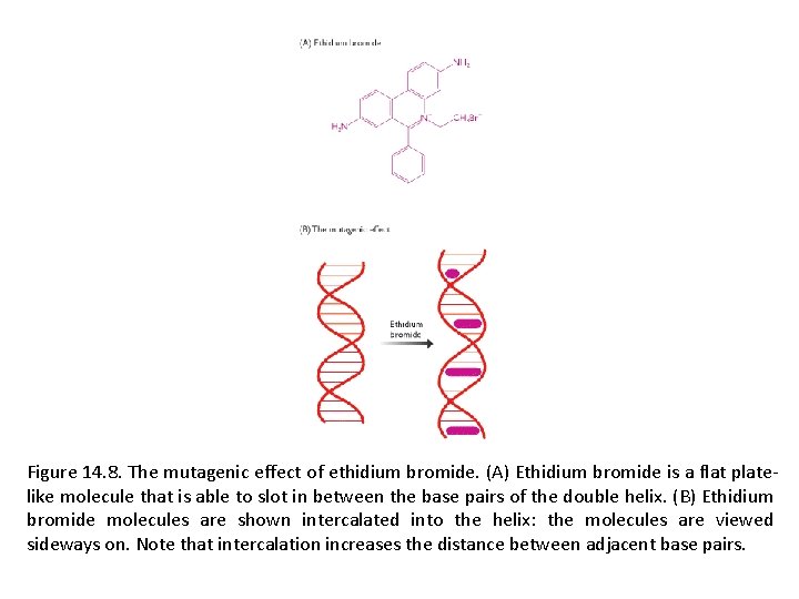 Figure 14. 8. The mutagenic effect of ethidium bromide. (A) Ethidium bromide is a