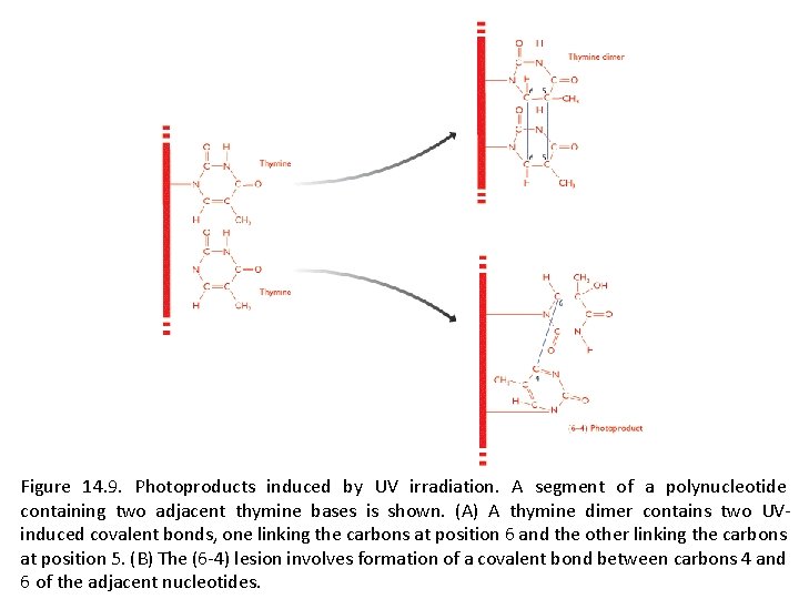 Figure 14. 9. Photoproducts induced by UV irradiation. A segment of a polynucleotide containing