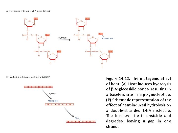 Figure 14. 10. The mutagenic effect of heat. (A) Heat induces hydrolysis of β-N-glycosidic