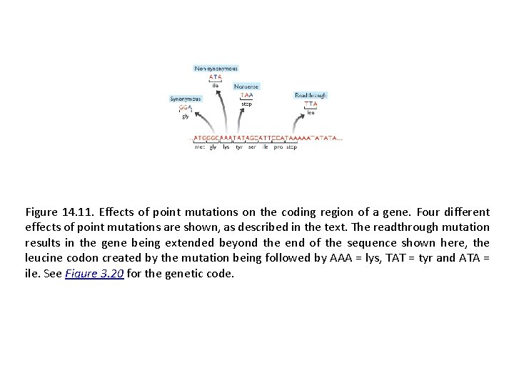 Figure 14. 11. Effects of point mutations on the coding region of a gene.