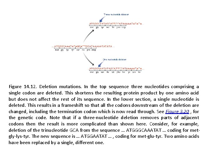 Figure 14. 12. Deletion mutations. In the top sequence three nucleotides comprising a single