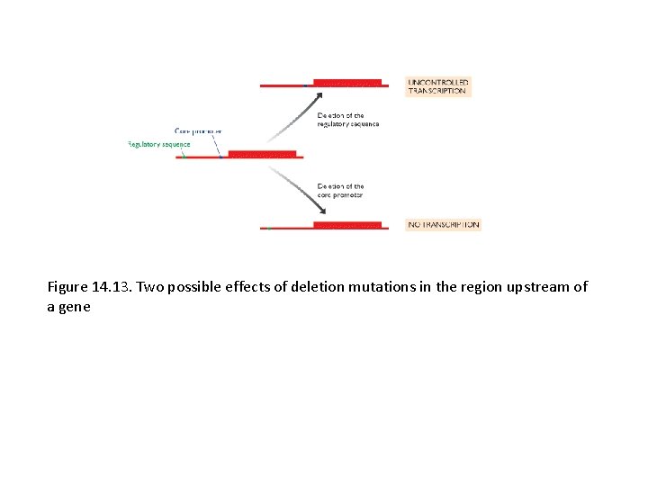 Figure 14. 13. Two possible effects of deletion mutations in the region upstream of