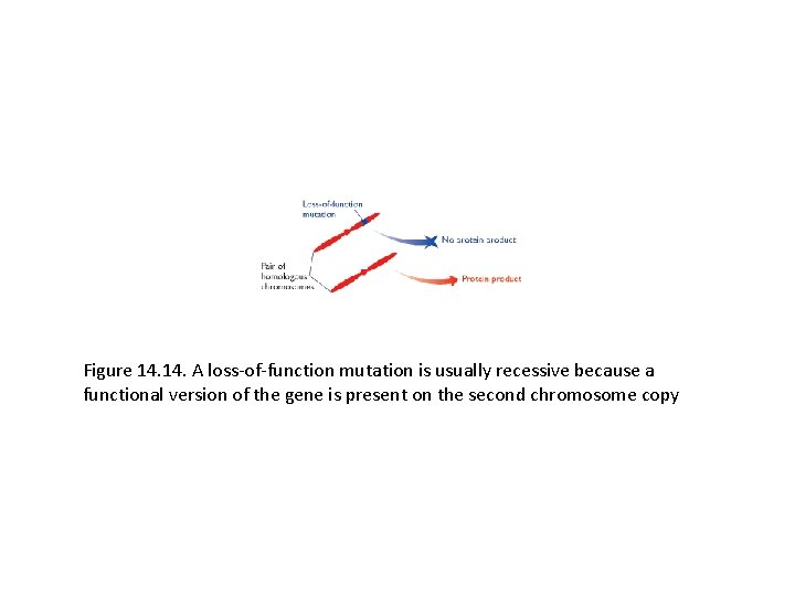 Figure 14. A loss-of-function mutation is usually recessive because a functional version of the