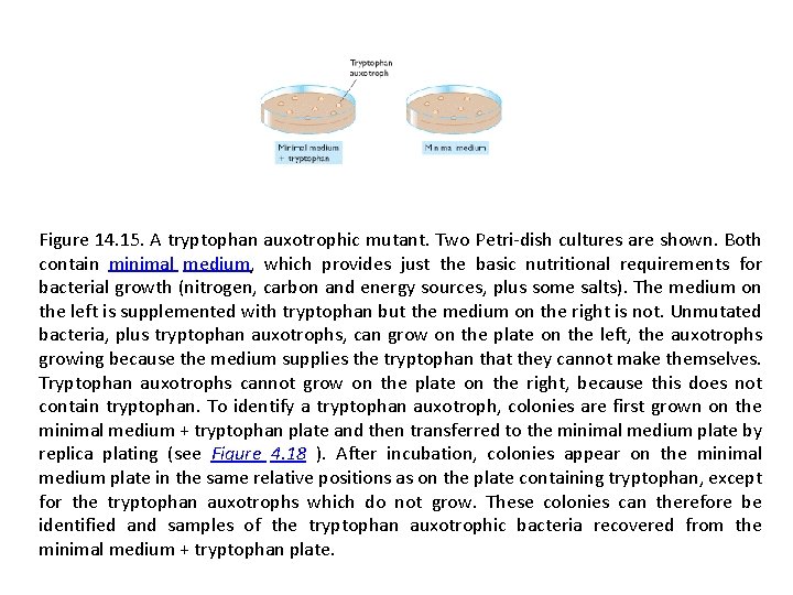 Figure 14. 15. A tryptophan auxotrophic mutant. Two Petri-dish cultures are shown. Both contain