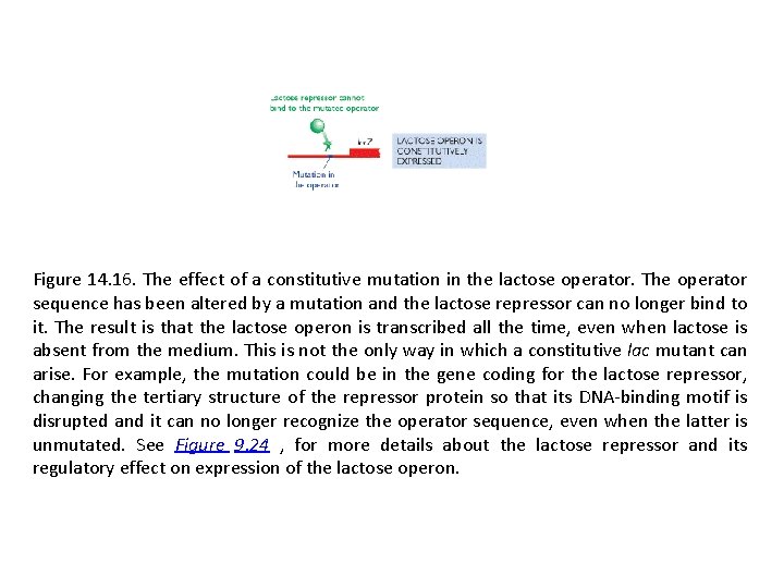 Figure 14. 16. The effect of a constitutive mutation in the lactose operator. The