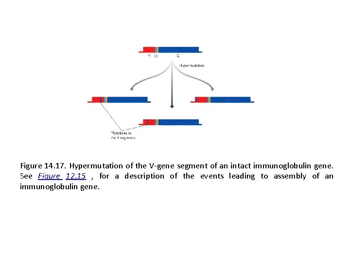 Figure 14. 17. Hypermutation of the V-gene segment of an intact immunoglobulin gene. See