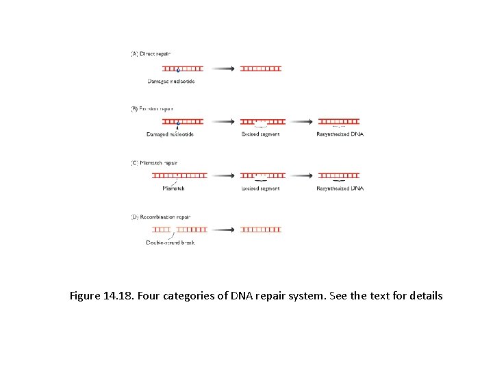 Figure 14. 18. Four categories of DNA repair system. See the text for details