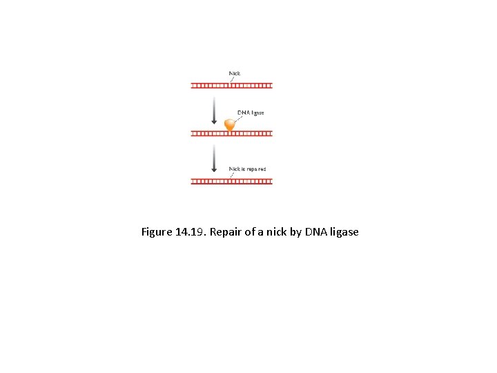 Figure 14. 19. Repair of a nick by DNA ligase 