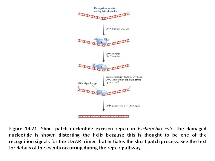 Figure 14. 21. Short patch nucleotide excision repair in Escherichia coli. The damaged nucleotide