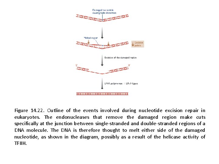 Figure 14. 22. Outline of the events involved during nucleotide excision repair in eukaryotes.