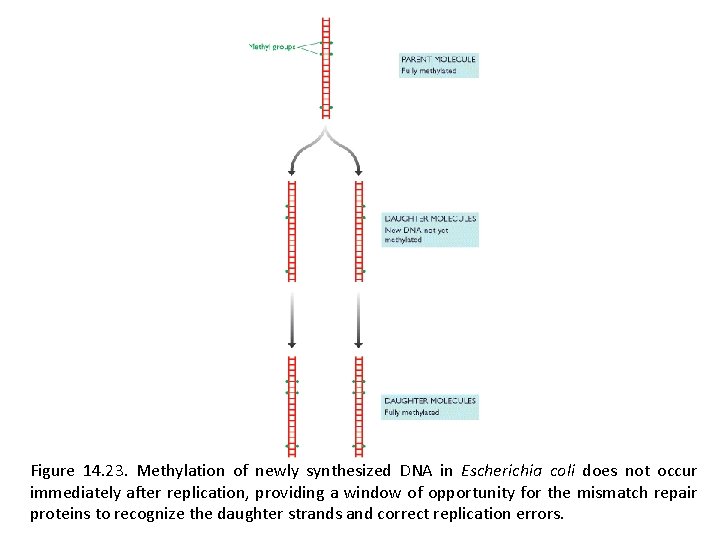 Figure 14. 23. Methylation of newly synthesized DNA in Escherichia coli does not occur