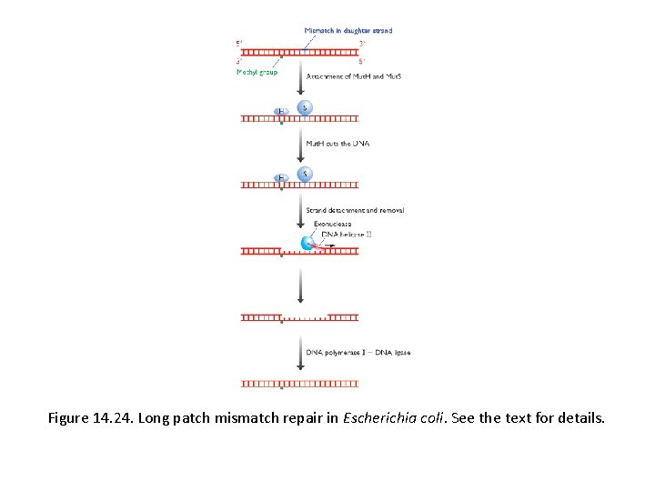 Figure 14. 24. Long patch mismatch repair in Escherichia coli. See the text for