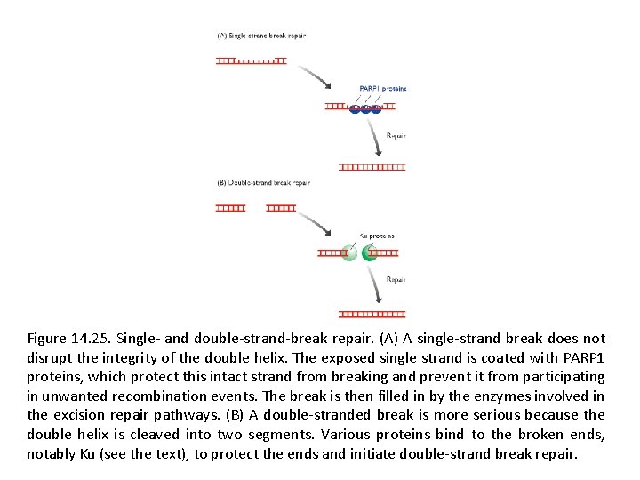 Figure 14. 25. Single- and double-strand-break repair. (A) A single-strand break does not disrupt
