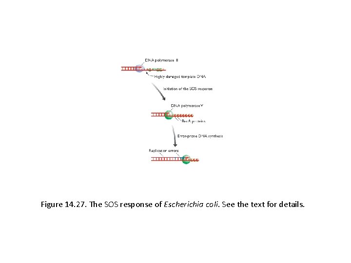 Figure 14. 27. The SOS response of Escherichia coli. See the text for details.