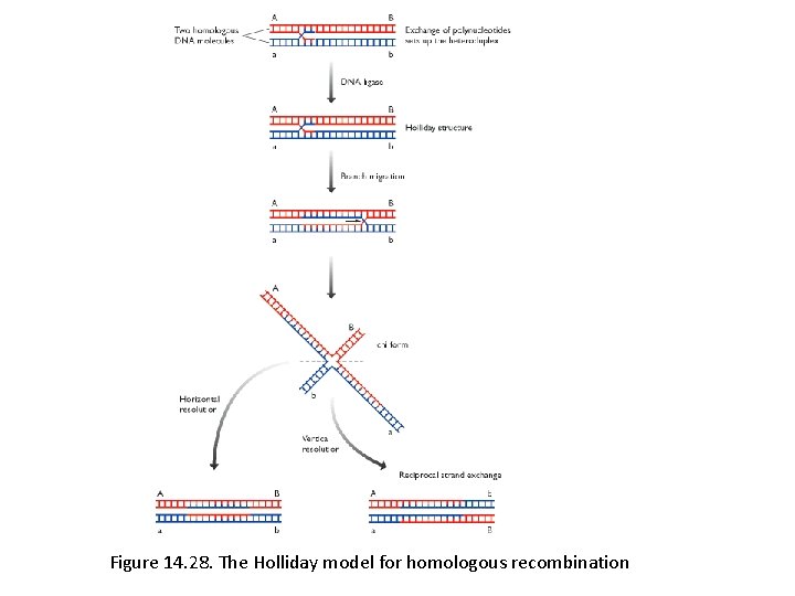 Figure 14. 28. The Holliday model for homologous recombination 