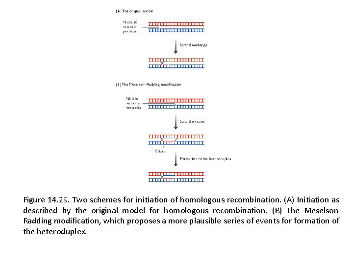 Figure 14. 29. Two schemes for initiation of homologous recombination. (A) Initiation as described