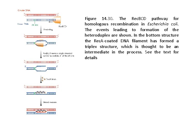 Figure 14. 30. The Rec. BCD pathway for homologous recombination in Escherichia coli. The