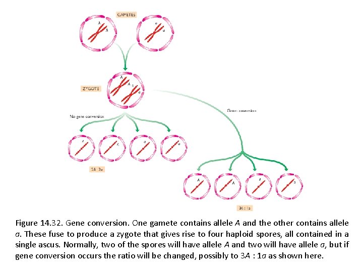 Figure 14. 32. Gene conversion. One gamete contains allele A and the other contains