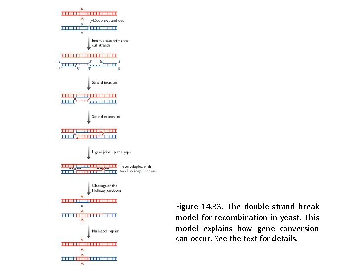 Figure 14. 33. The double-strand break model for recombination in yeast. This model explains