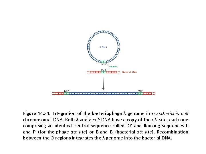 Figure 14. 34. Integration of the bacteriophage λ genome into Escherichia coli chromosomal DNA.