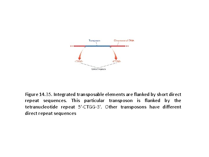 Figure 14. 35. Integrated transposable elements are flanked by short direct repeat sequences. This