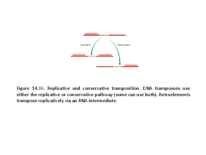 Figure 14. 36. Replicative and conservative transposition. DNA transposons use either the replicative or