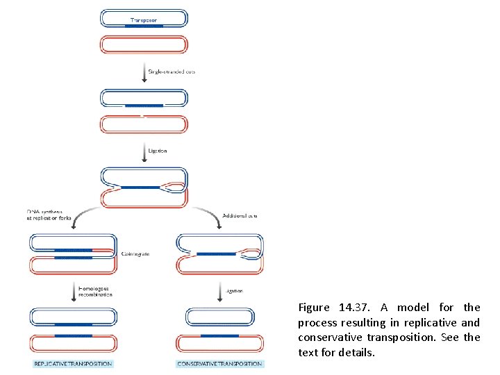 Figure 14. 37. A model for the process resulting in replicative and conservative transposition.