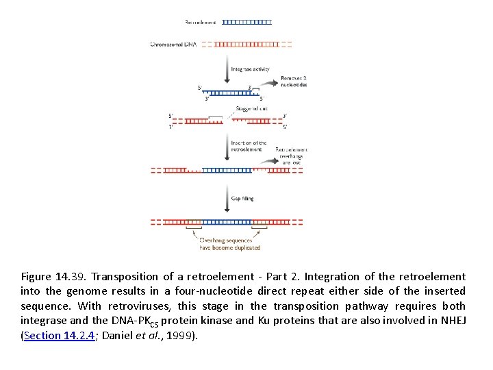 Figure 14. 39. Transposition of a retroelement - Part 2. Integration of the retroelement