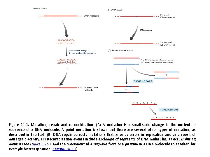 Figure 14. 1. Mutation, repair and recombination. (A) A mutation is a small-scale change